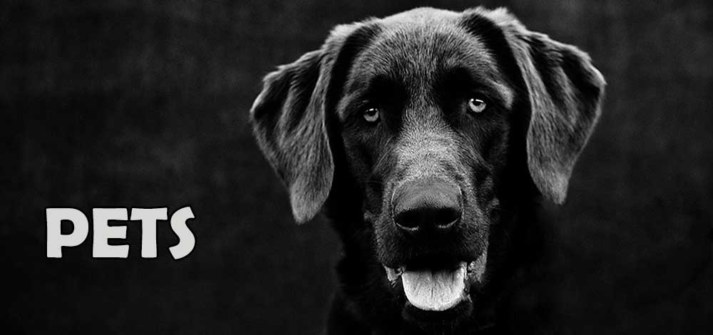 pet photographer port elizabeth photographer pets port elizabeth