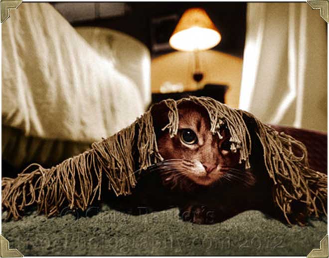 photographer-pets-photo-pet photographer-pets-photo-pet