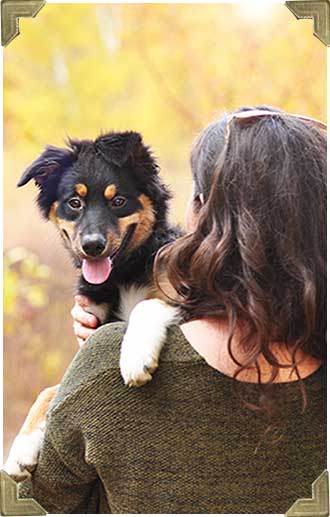 photographer-pets-pet-dog-cat-photo photographer-pets-photo-pet