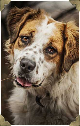 photographer-pets-photo-pet photographer-pets-photo-pet