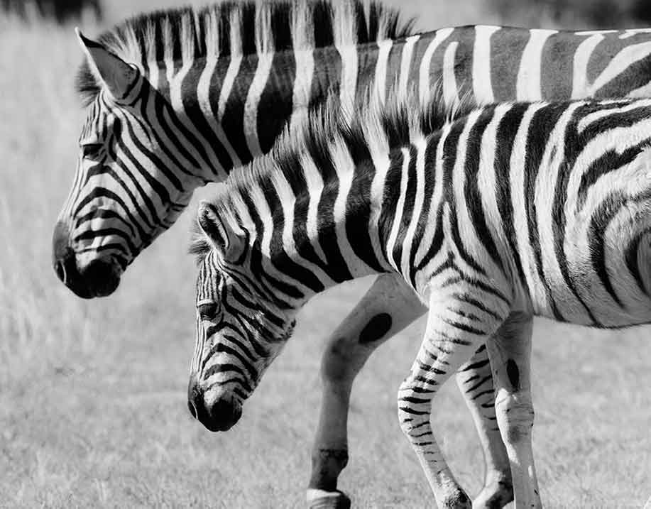 photo-wildlife-zebra