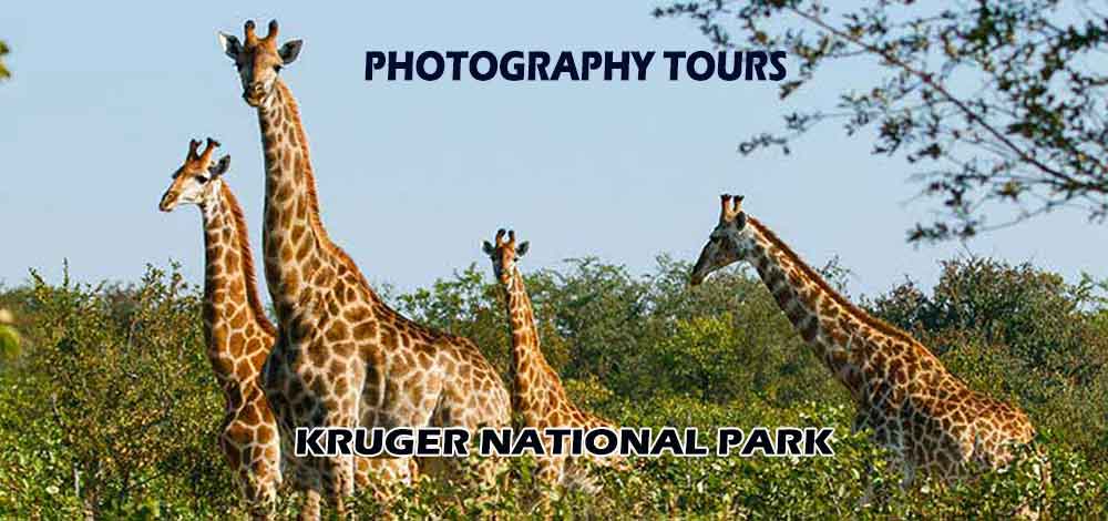 nature and wildlife photographer port elizabeth