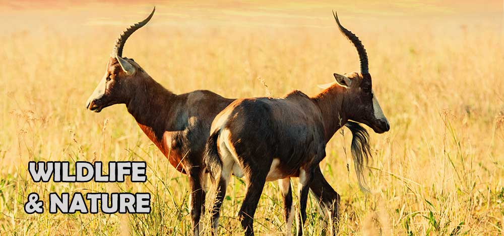 nature and wildlife photographer port elizabeth