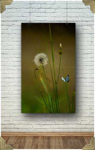 photographer-interior design prints-photo