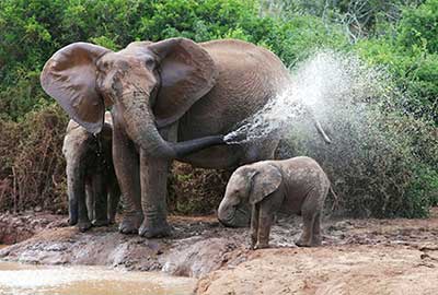 Photography Tours Addo South Africa