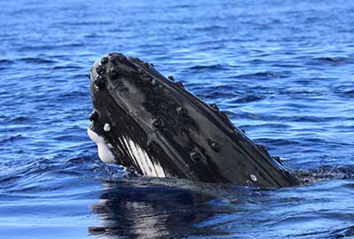 Photography Tours Wildlife South Africa