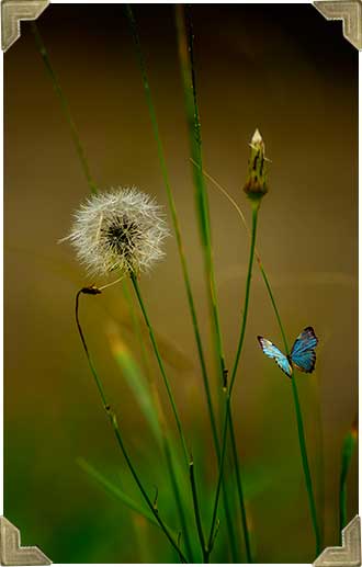 photographer-nature-wildlife-photo