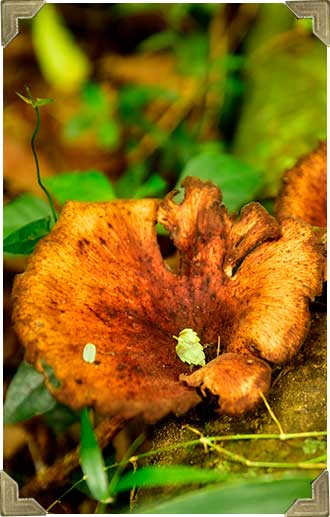 photographer-nature-wildlife-photo