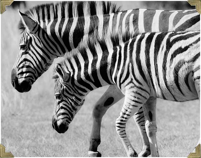 photographer-nature-wildlife-photo
